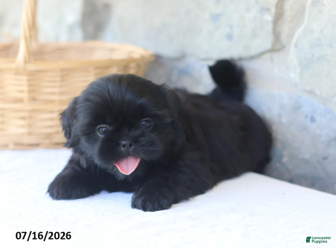 Shih Tzu dogs for sale: Rose - Ad 2