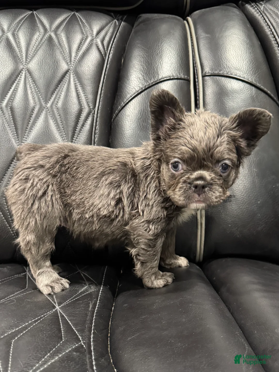 French Bulldog dogs for sale: FLUFFY PAISLEY - Ad 5