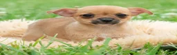 Chihuahua dogs for sale: Cortez - Ad 2