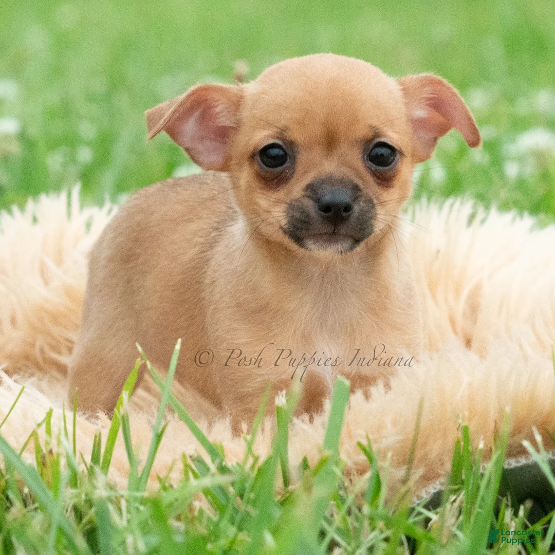 Chihuahua dogs for sale: Cortez - Ad 2