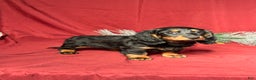 Miniature Dachshund dogs for sale: Lexi - Ad 6