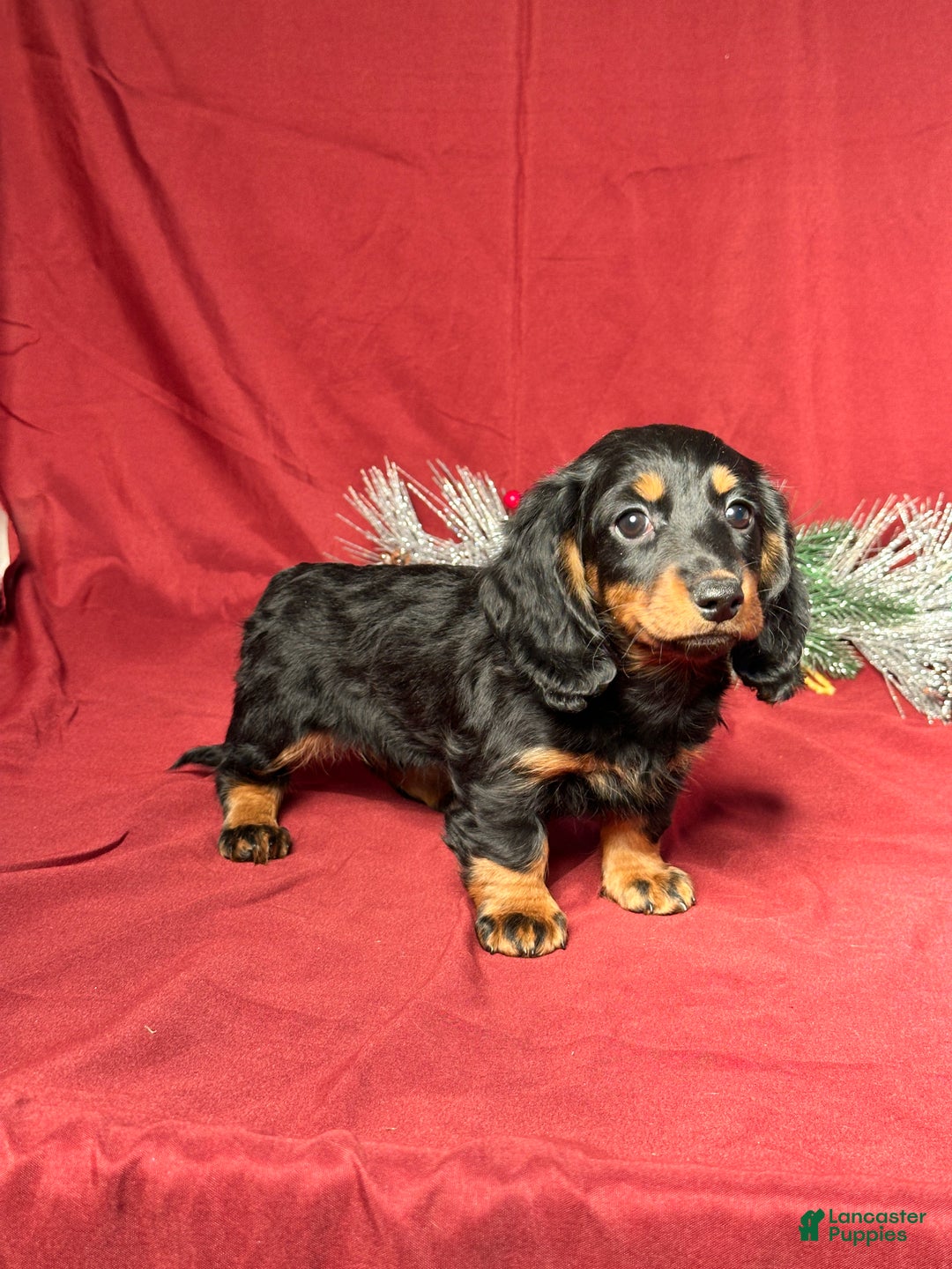 Miniature Dachshund dogs for sale: Lexi - Ad 6