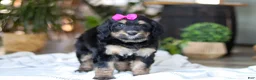 Bernedoodle dogs for sale: Goldilocks - Ad 5