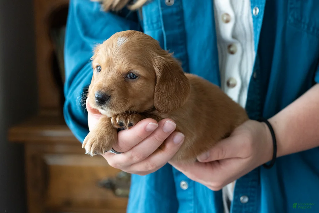 Miniature Dachshund dogs for sale: Clifford  - Ad 2