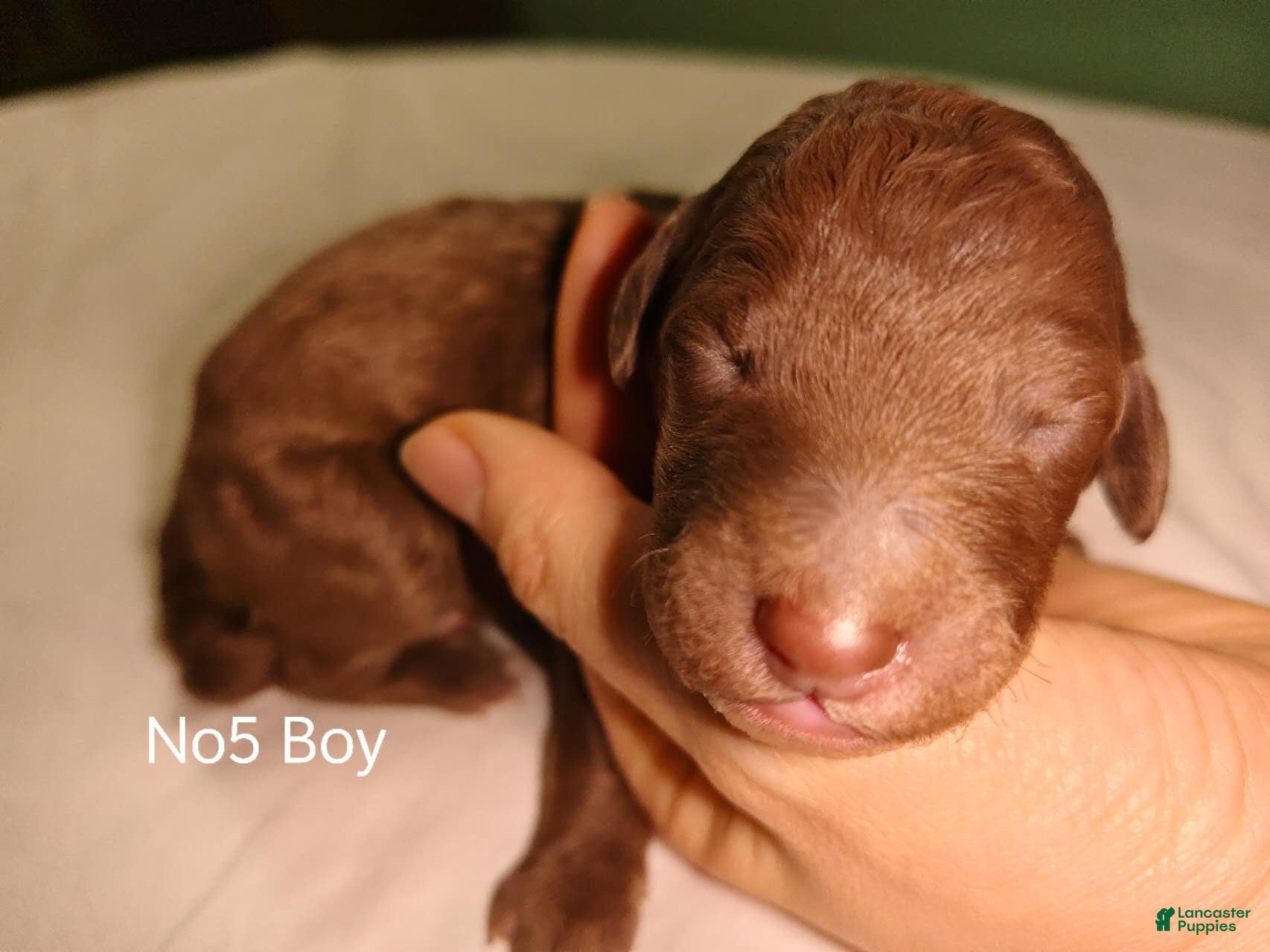 Standard Poodle dogs Standard Poodle Puppy 5 - Ad 13