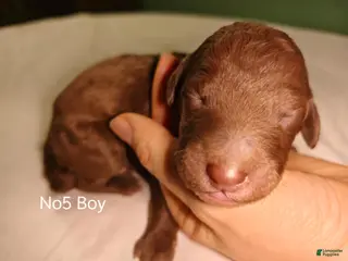 Standard Poodle dogs Standard Poodle Puppy 5 - Ad 8