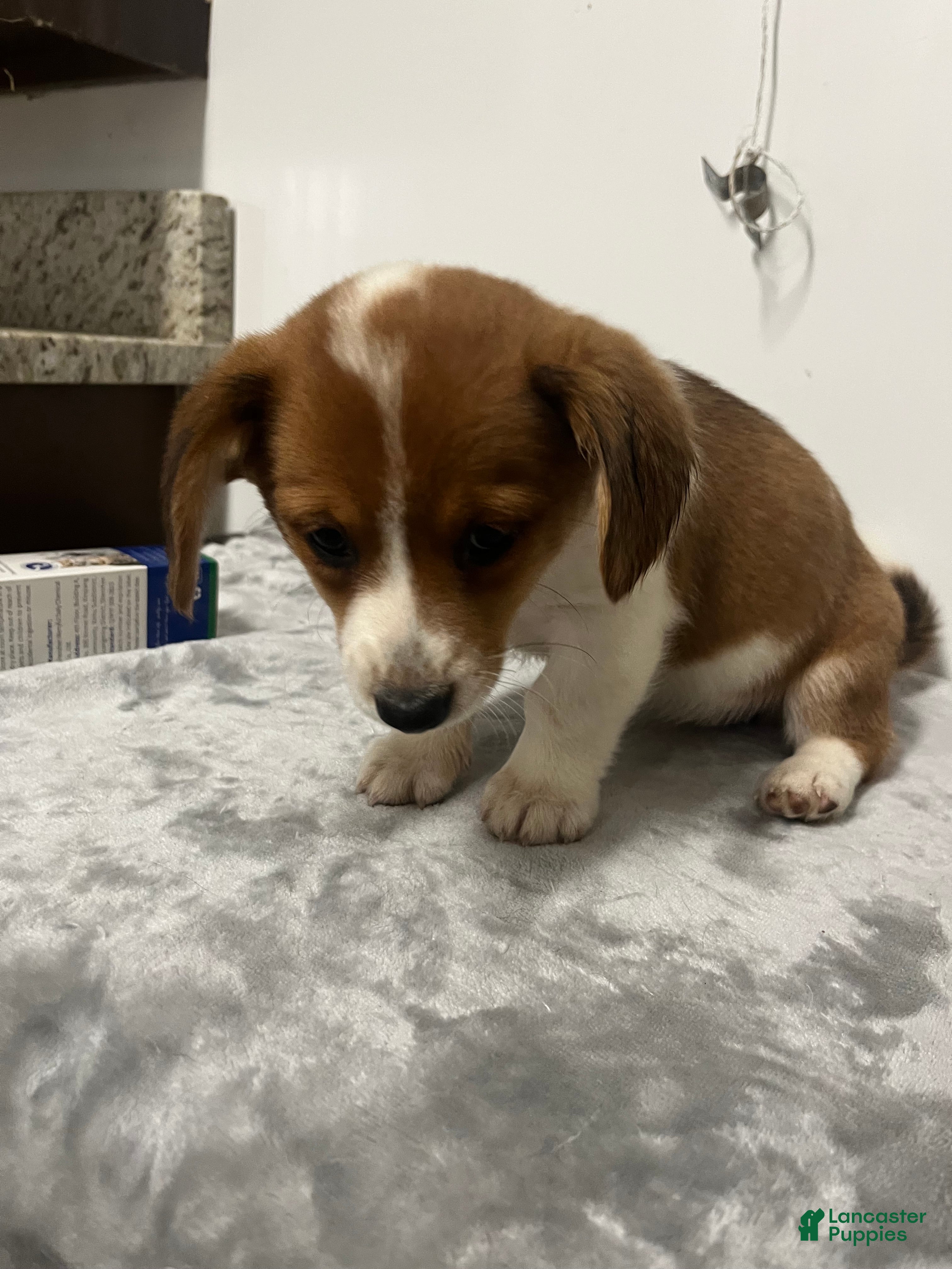Mixed Breed dogs Angelica  - Ad 2