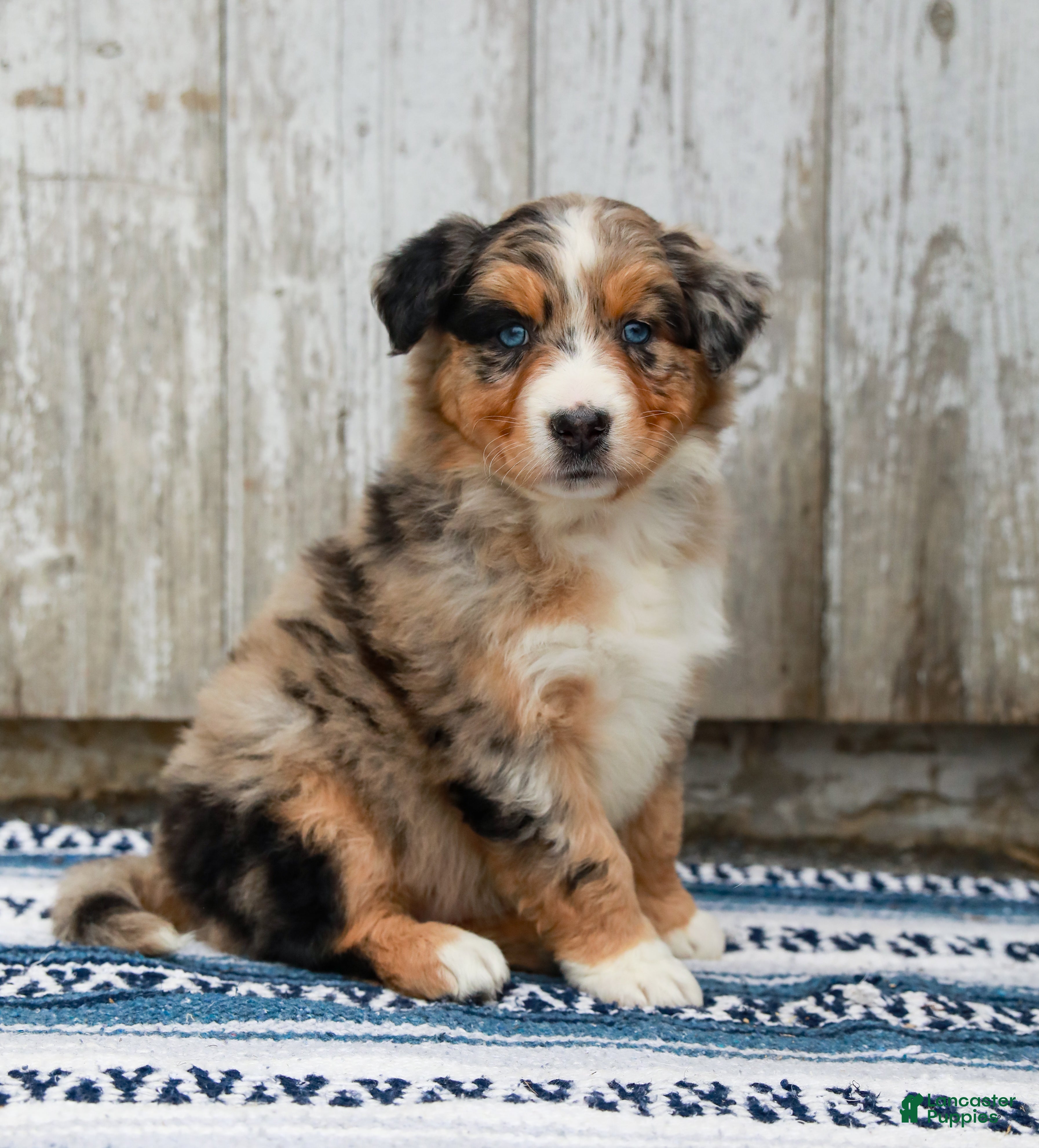 Australian Shepherd dogs Cody - Ad 2