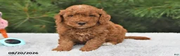 Mini Goldendoodle dogs for sale: Winston - Ad 8