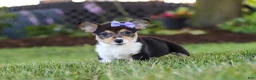 Welsh Corgi Pembroke dogs for sale: Debbie - Ad 3