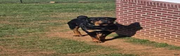 Rottweiler dogs for sale: Rottweiler Puppy 1 - Ad 15