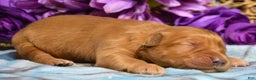 Golden Retriever dogs for sale: Golden Retriever Puppy 4 Grant - Ad 1