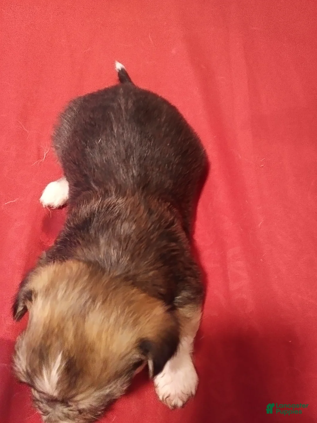Mixed Breed dogs for sale: Mixed Breed 4 - Ad 2