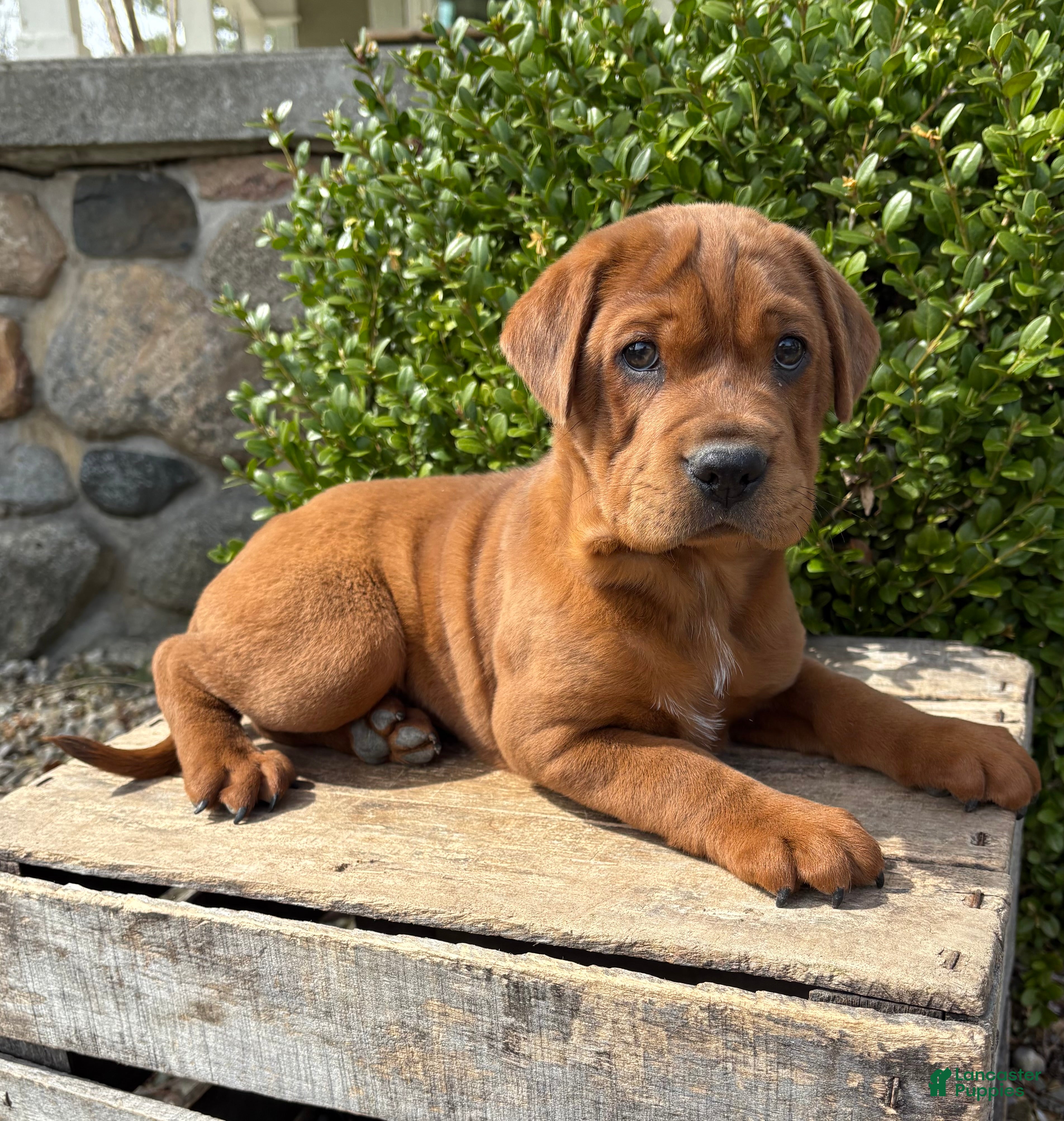 Mini Hippo dogs Hagen - Ad 1