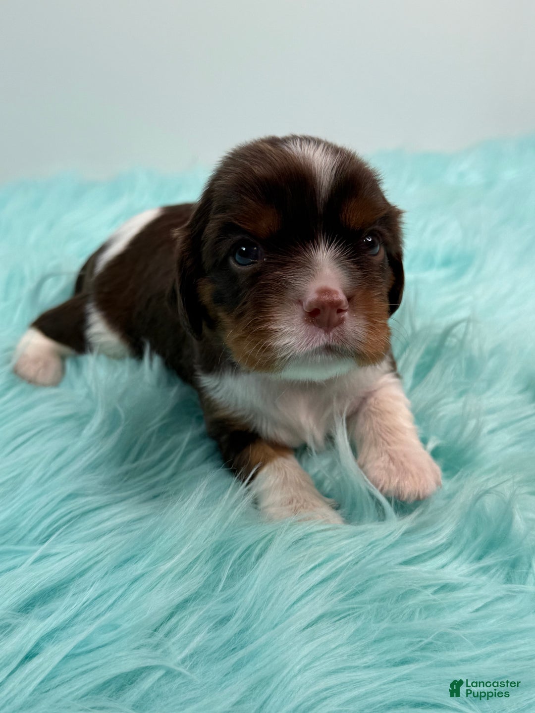 Cavalier King Charles Spaniel dogs for sale: Brownie - Ad 7