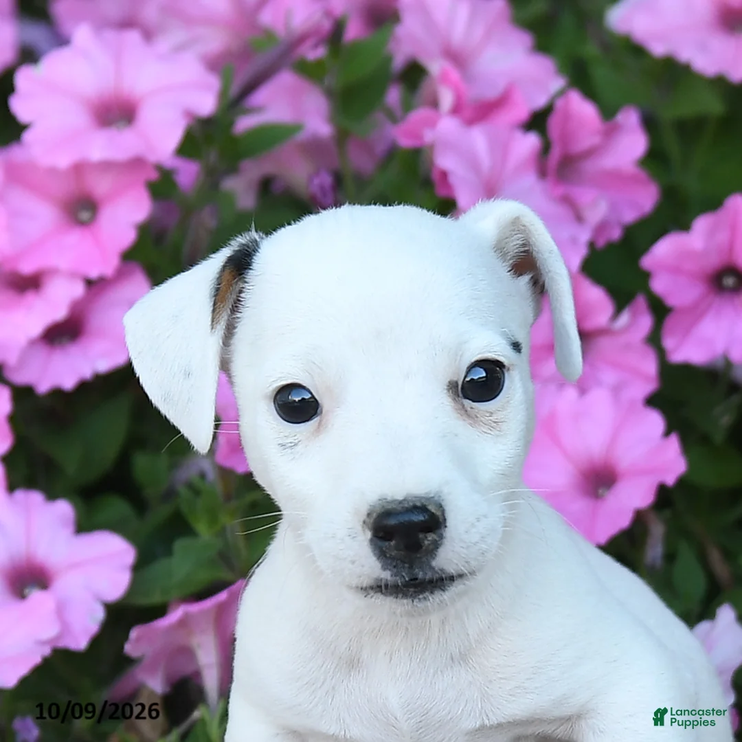 Jack Russell Terrier dogs for sale: Theodore - Ad 2