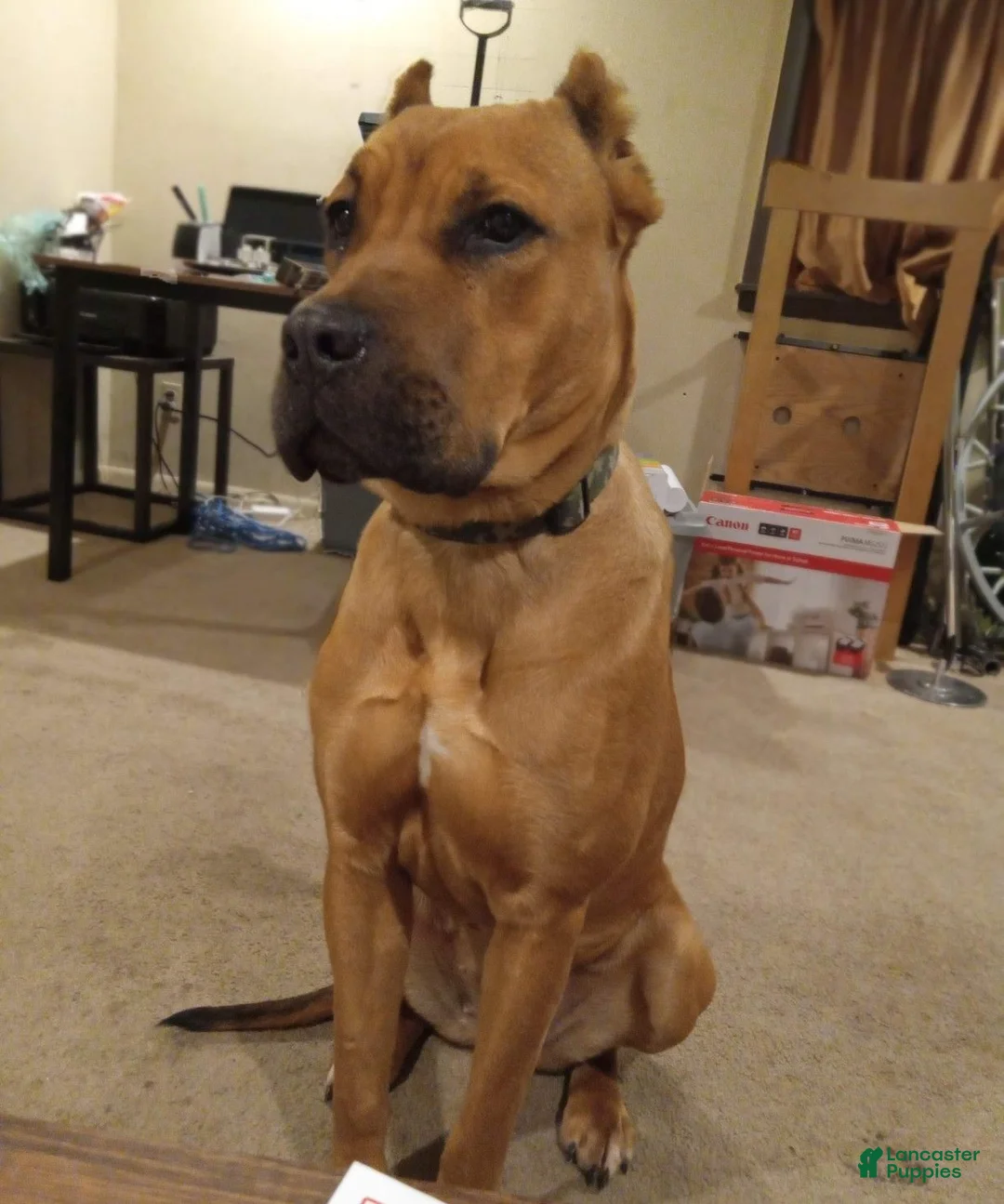 Mixed Breed dogs for sale: Mixed Breed 2 Bandog (Mustang) - Ad 2