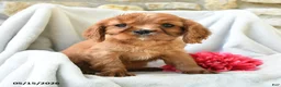Cavalier King Charles Spaniel dogs for sale: Hazel - Ad 1
