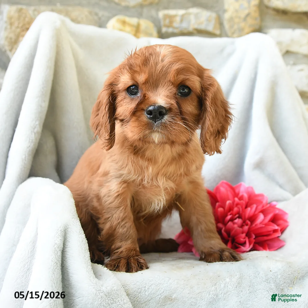 Cavalier King Charles Spaniel dogs for sale: Hazel - Ad 1