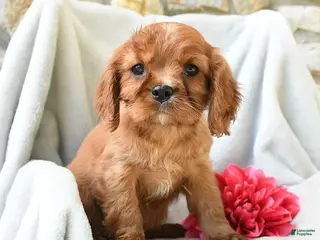 Cavalier King Charles Spaniel dogs for sale: Hazel - Ad 4