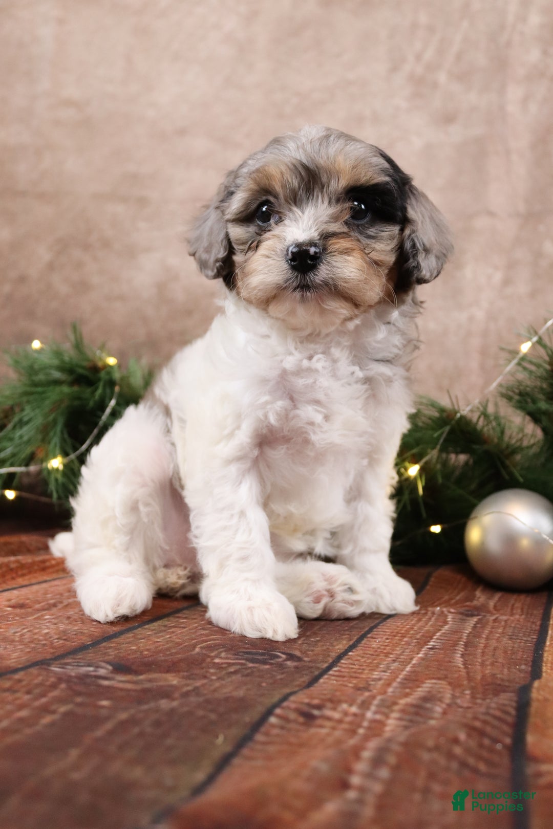 Cavapoo dogs for sale: Angel - Ad 3
