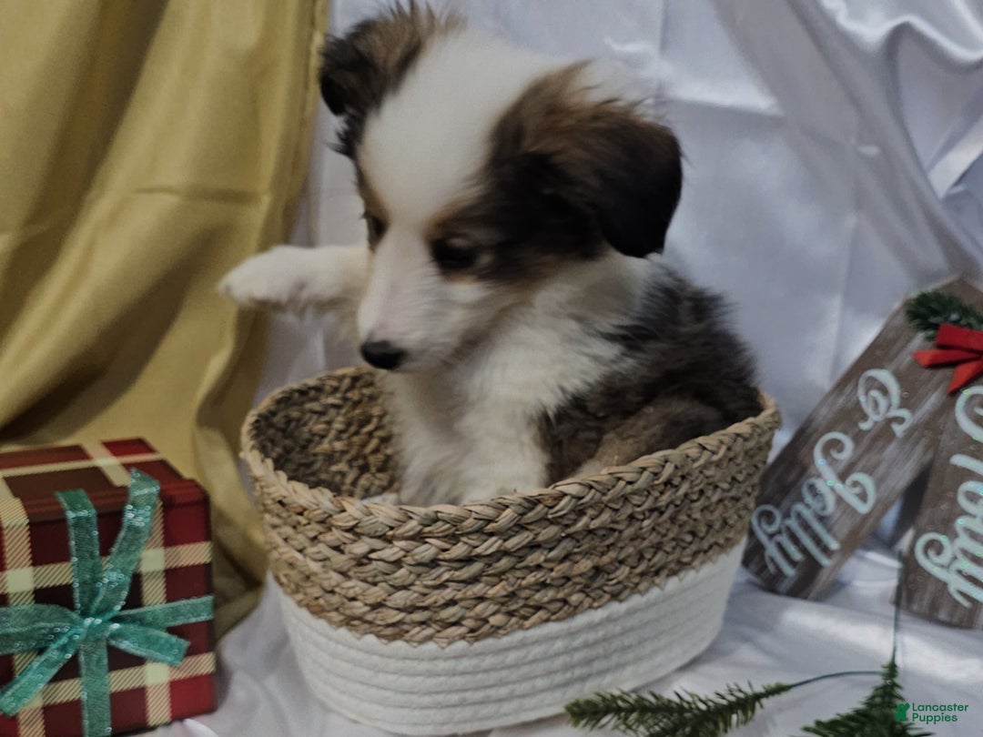 Shetland Sheepdog dogs for sale: Jingle - Ad 7