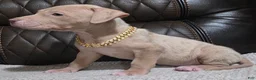 American Pit Bull Terrier dogs for sale: Zuri - Ad 2