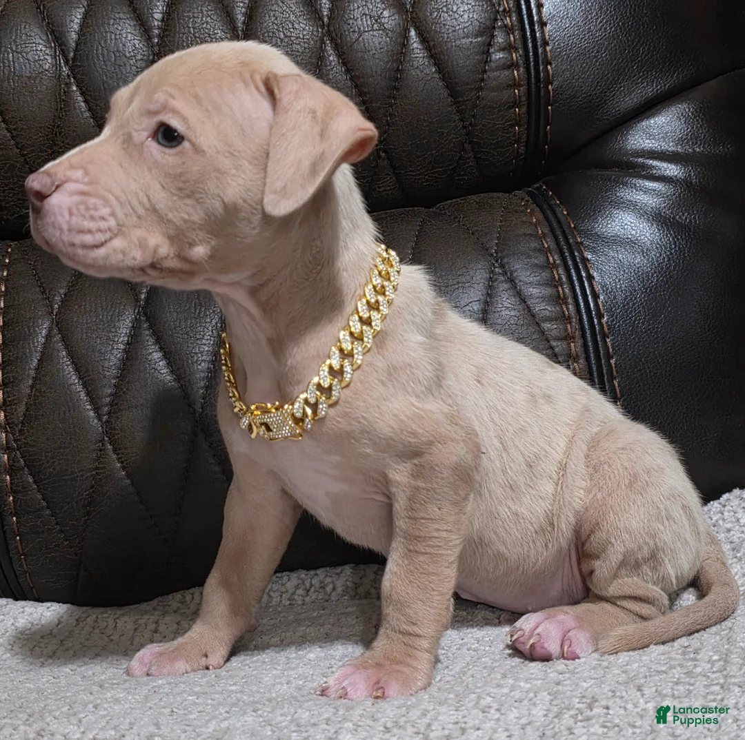 American Pit Bull Terrier dogs for sale: Zuri - Ad 2