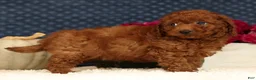Cavapoo dogs for sale: Sherman - Ad 6