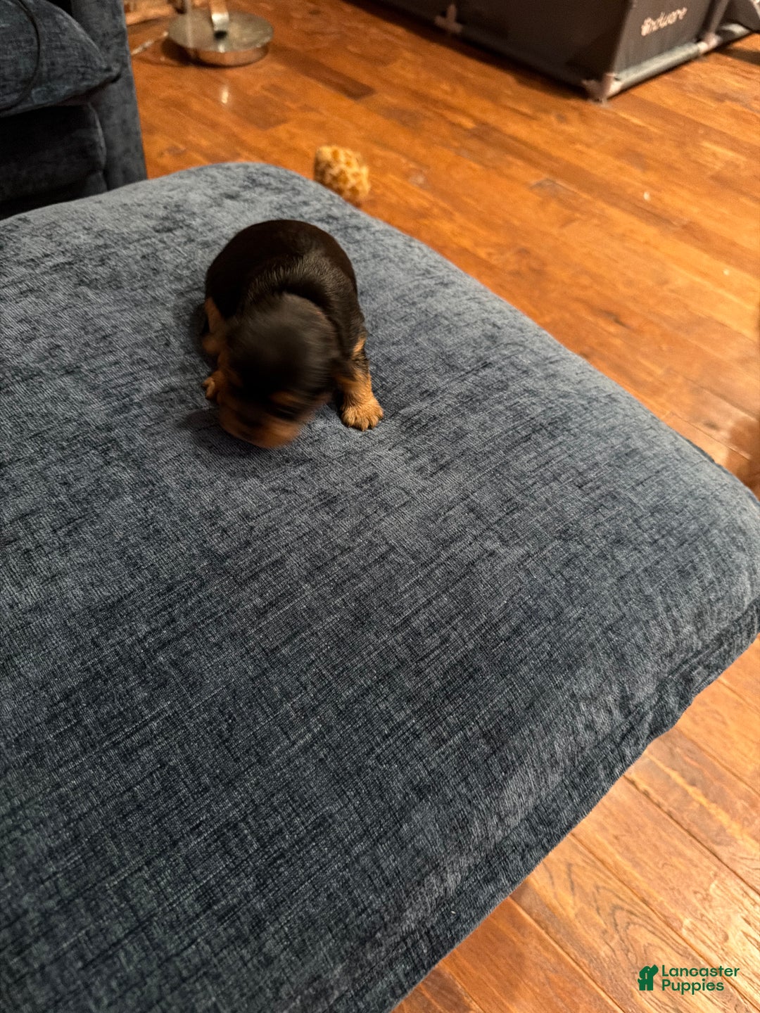 Silky Terrier dogs for sale: Silky Terrier Puppy 3 - Ad 1