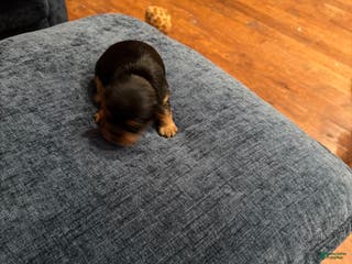 Silky Terrier dogs Silky Terrier Puppy 3 - Ad 1