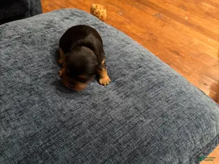 Silky Terrier dogs Silky Terrier Puppy 3 - Ad 1