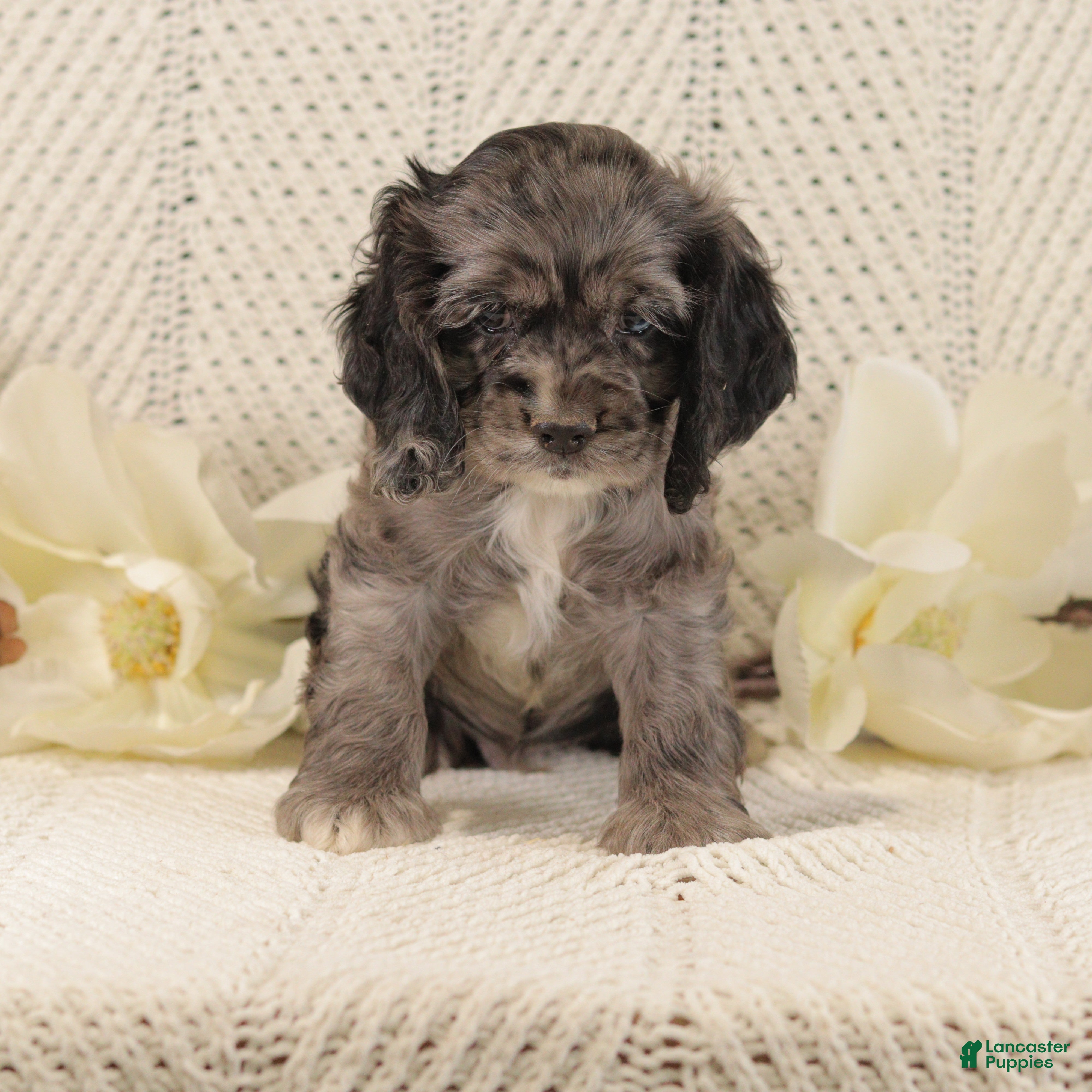 Cocker Spaniel dogs Blueberry - Ad 38