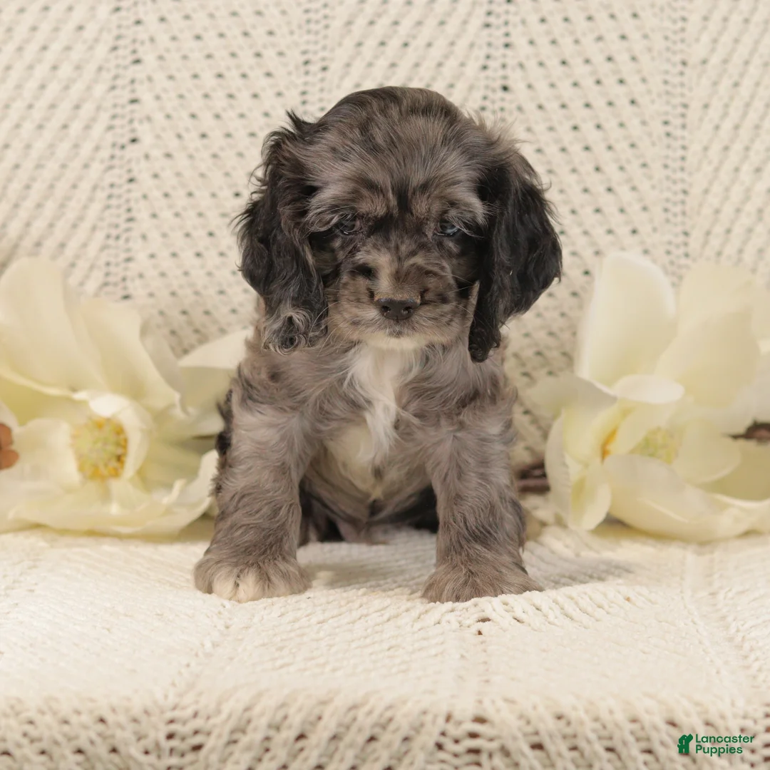Cocker Spaniel dogs for sale: Blueberry - Ad 1