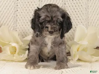Cocker Spaniel dogs Blueberry - Ad 38
