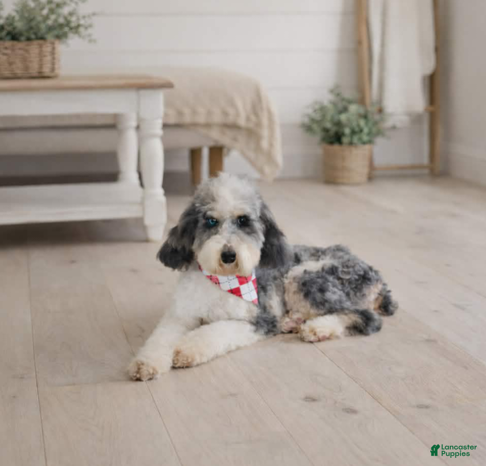 Miniature Poodle dogs for sale: Miniature Poodle 1 - Ad 3