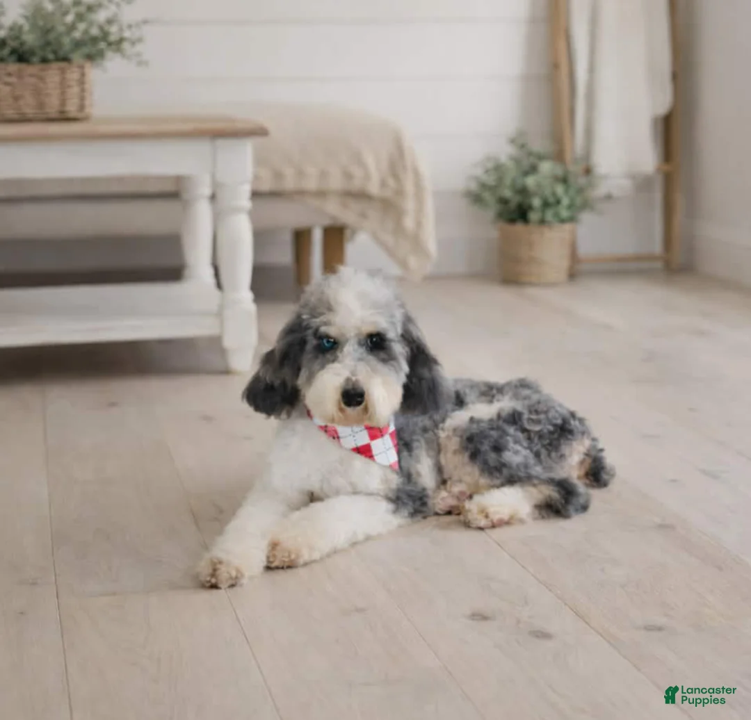Miniature Poodle dogs for sale: Miniature Poodle 1 - Ad 1