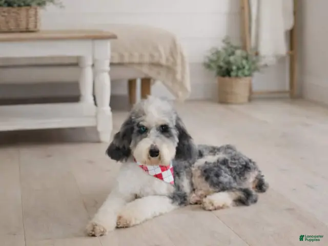 Miniature Poodle dogs Miniature Poodle 1 - Ad 1