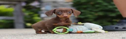 Miniature Dachshund dogs for sale: Ana - Ad 2