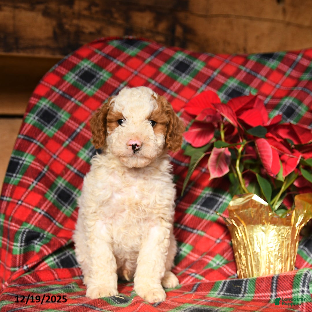 Mini Bernedoodle dogs for sale: Lucky - Ad 2