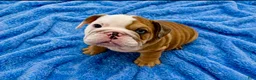 English Bulldog dogs for sale: Blue eyed Bobby - Ad 5