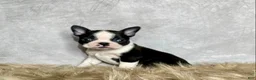 Boston Terrier dogs for sale: Leo - Ad 5