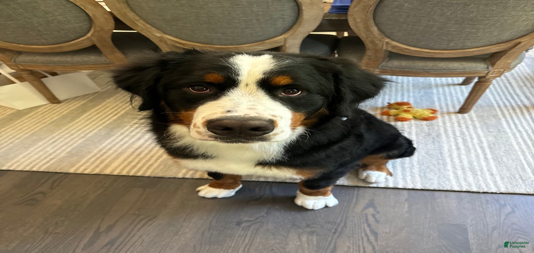 Gallery Image {{count}}