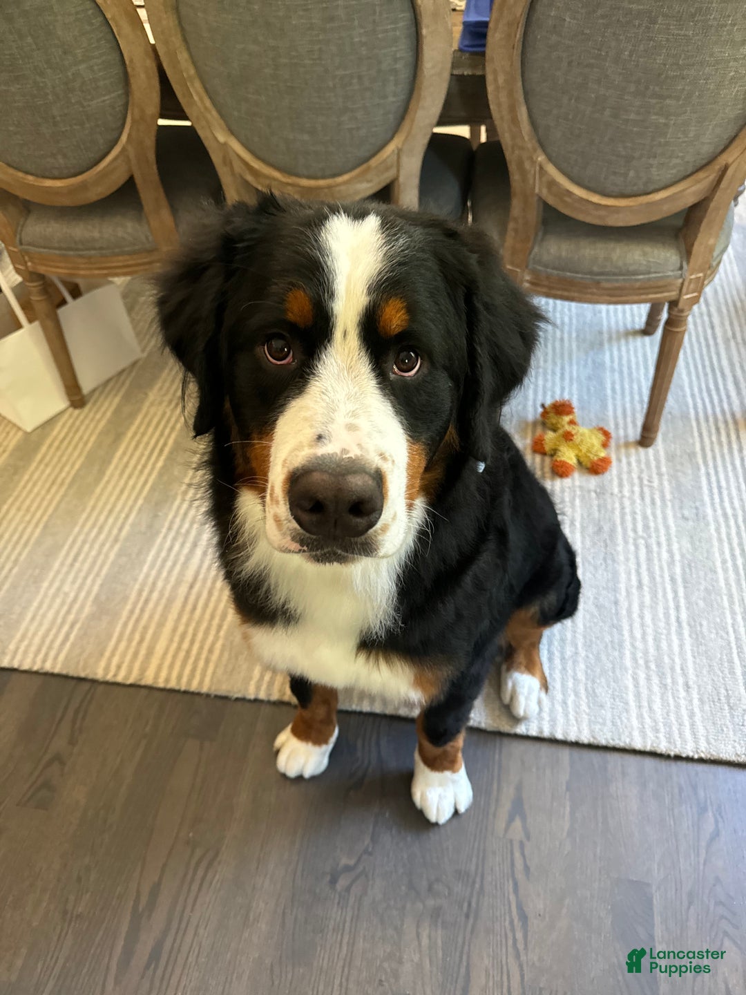 Gallery Image {{count}}