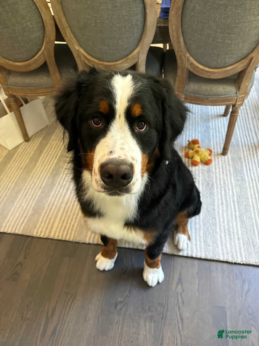 Gallery Image {{count}}