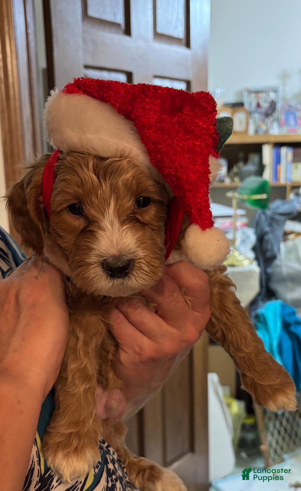 Mixed Breed dogs for sale: Mixed Breed Puppy 3 - Ad 3