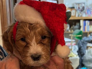 Mixed Breed dogs Mixed Breed Puppy 3 - Ad 35