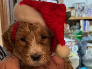 Mixed Breed dogs Mixed Breed Puppy 3 - Ad 1