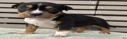 American Bully dogs for sale: Gemma - Ad 3