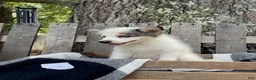 Mixed Breed dogs for sale: Layla - Ad 5